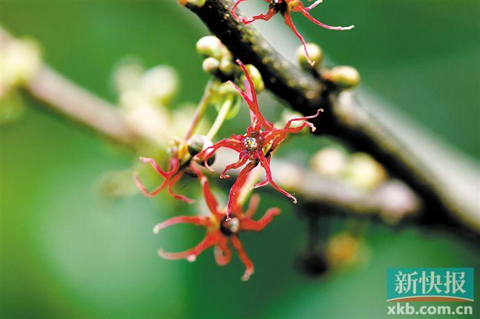 动植物的天堂有哪些,如果植物有超凡能力