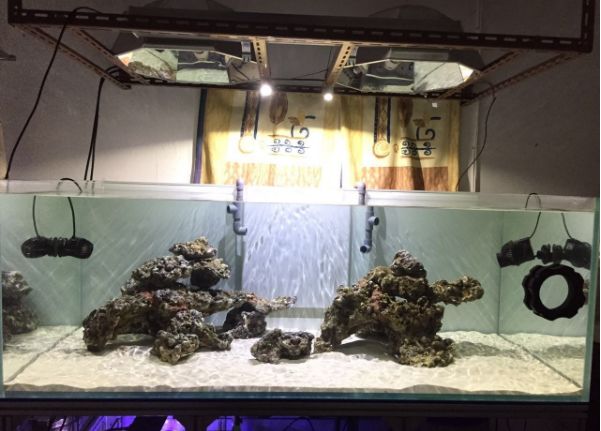 1.5米的大缸,1.5米大缸溪流造景