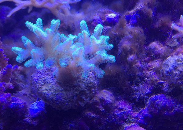 1.5米的大缸,1.5米大缸溪流造景