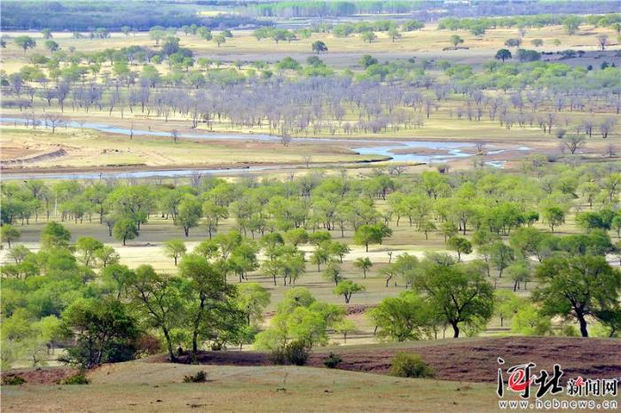 大河之北森林图片,大河之北原唱完整版