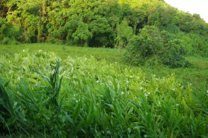 为了泳滩，遇上稔子和山日