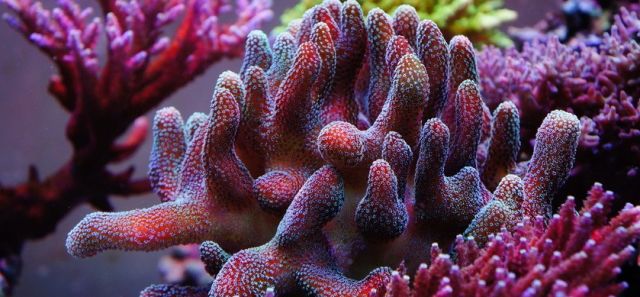 sps哪家更实用,sps怎么操作