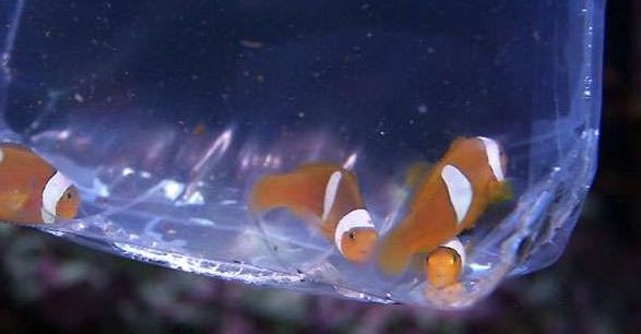 sps哪家更实用,sps怎么操作