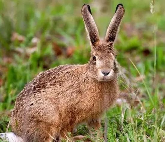 今年十一假期免门票的景点,十一假期景区免门票