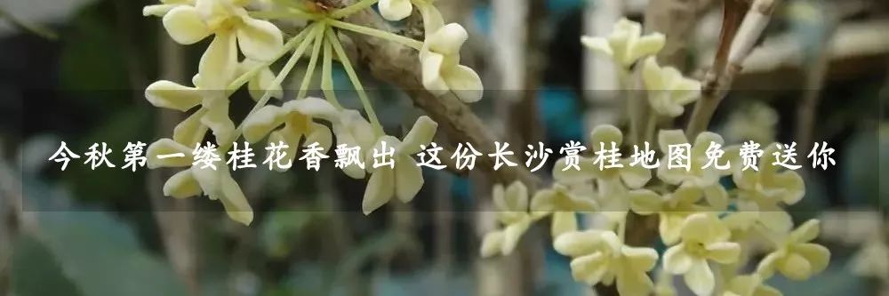 长沙好吃的正宗湘菜有哪些,长沙最正宗的湘菜有哪些