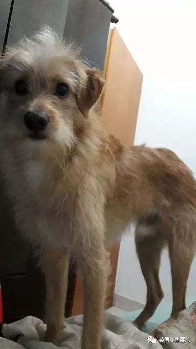 灏忛噾姣涜鍏诲涔呮墠鍙互鍙樻垚澶х嫍,閲戞瘺灏忔椂鍊欓兘鏄偦瀛愬悧