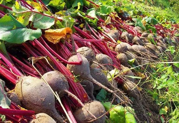 芸苔素内酯怎么用才有效,芸苔素内酯的3种误解