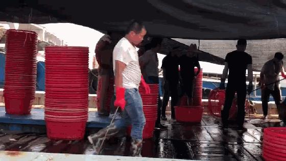 舟山梭子蟹便宜到8块,舟山吃梭子蟹多少一斤