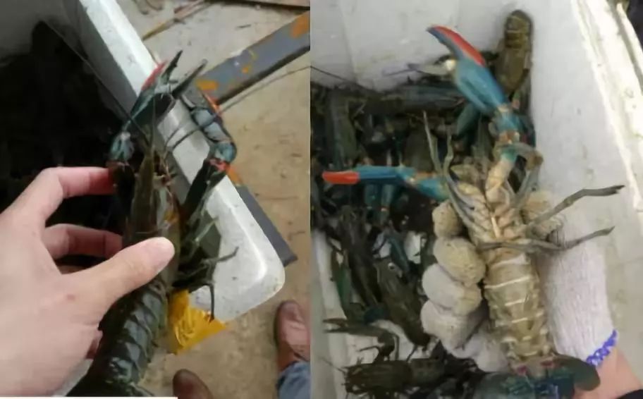 澳洲淡水小龙虾养殖一亩投资成本,澳洲小龙虾收益怎么样