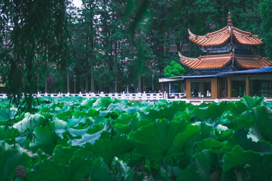 壮丽70年|国庆黄金周，您有一份来自昆明的礼物请查收