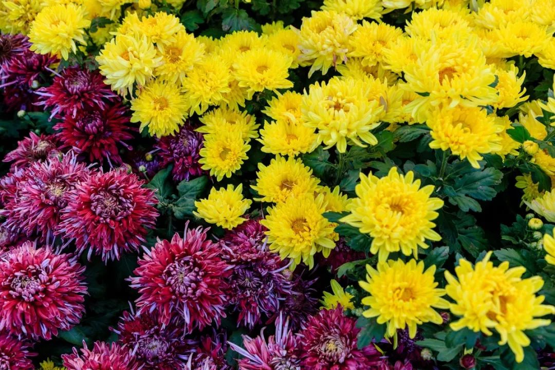 沈阳必去的三大景点免费政策,沈阳故宫大帅府旅游攻略