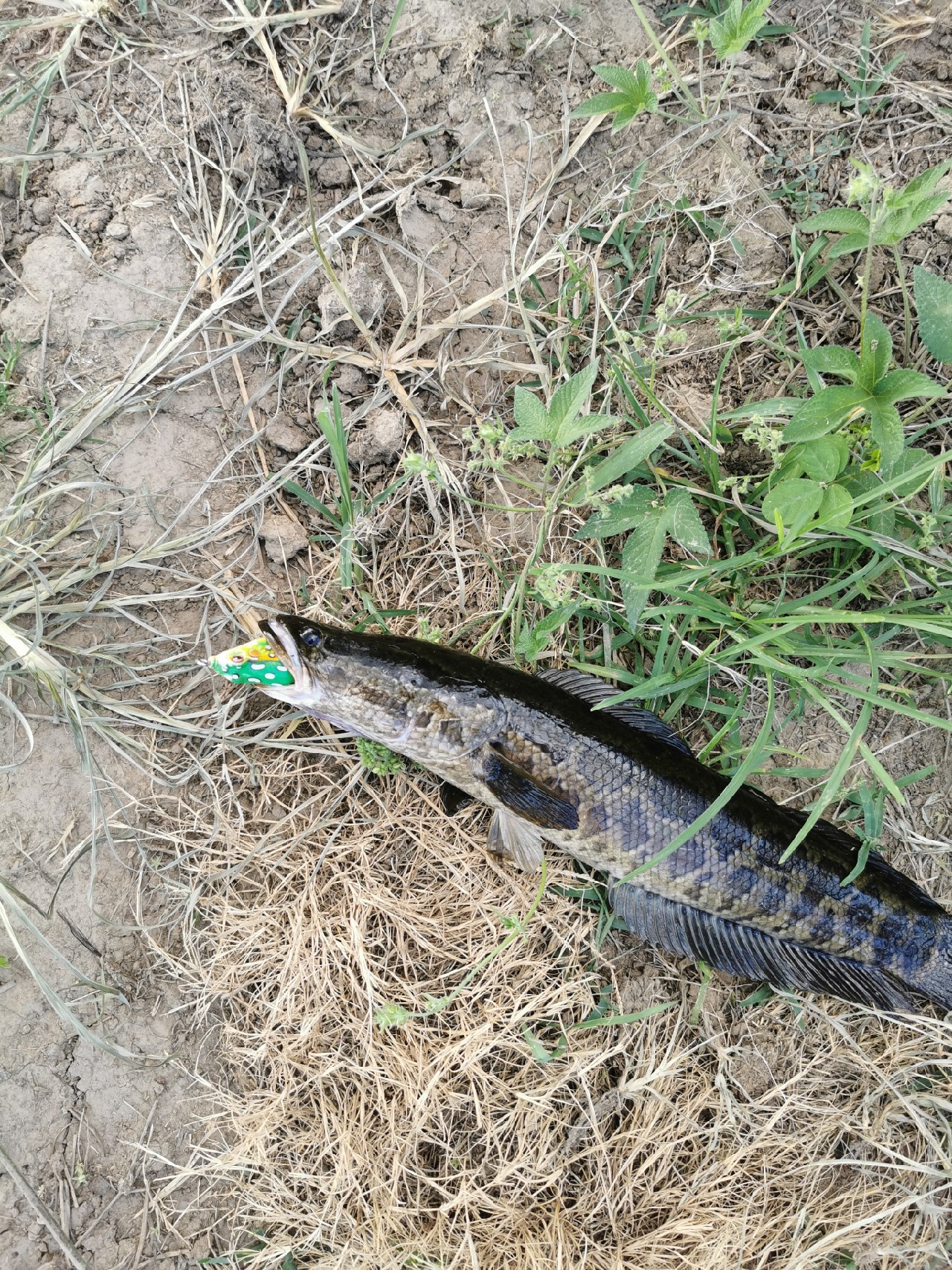 断裂路亚竿修复,折断的路亚鱼竿怎么修复