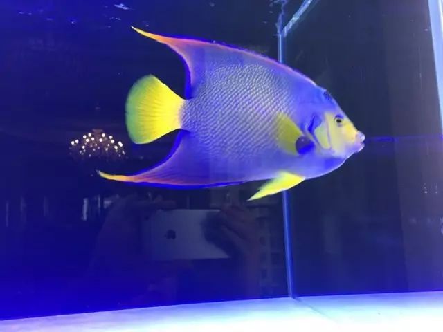 fot多大缸,fot高缸