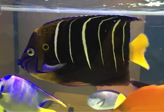 fot多大缸,fot高缸