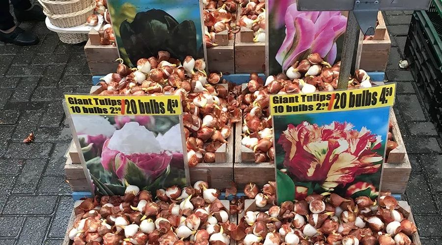 荷兰郁金香炒作了多少年,荷兰郁金香当年有多疯狂