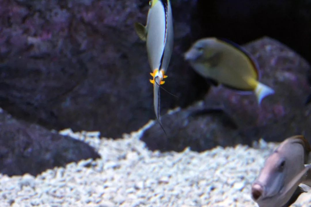 鱼撞脸的搞笑瞬间,鱼撞脸视频大全