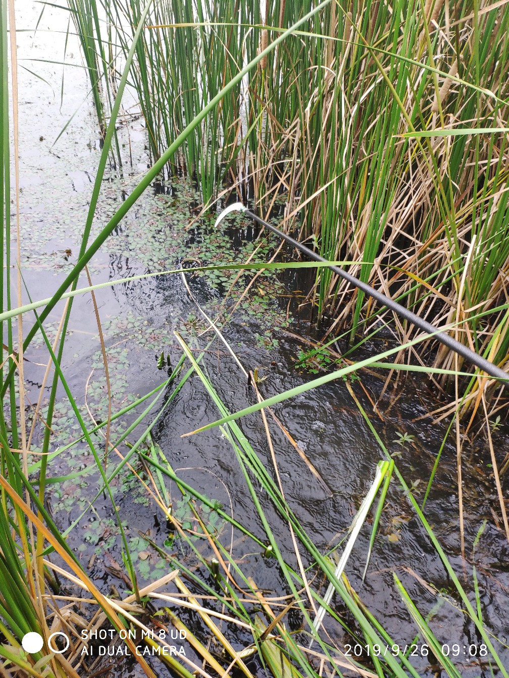 打黑中鱼率,打黑用什么饵中鱼率高