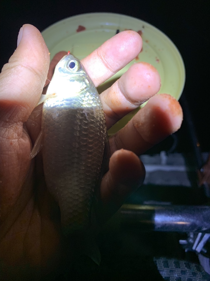 新竿开光有什么讲究,新竿开光爆护