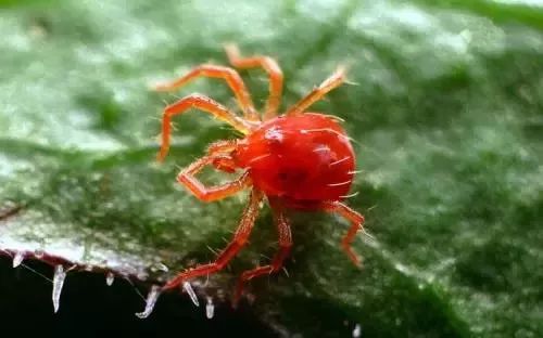 红蜘蛛难打用什么药好,红蜘蛛为什么打不过大黄蜂