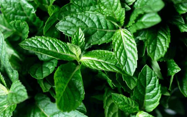 绿薄荷可以调什么饮品,薄荷怎么调制饮品