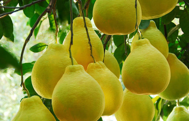 怎么吃柚子美白,美白喝蜂蜜柚子