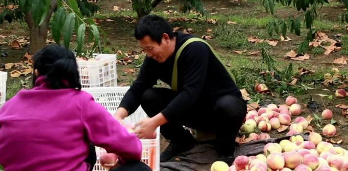 超早红蜜桃糖度是多少,四川春雪蜜脆蜜桃糖度