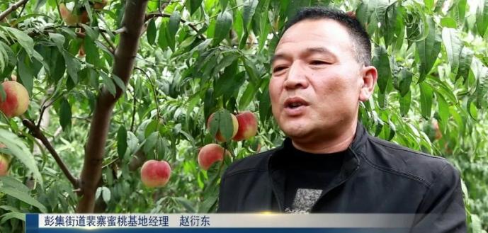 超早红蜜桃糖度是多少,四川春雪蜜脆蜜桃糖度