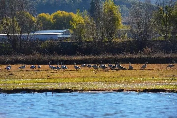 拉市海候鸟湿地公园在哪里,拉市海湿地公园和归来公社