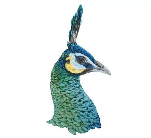 浏阳附近孔雀养殖,浏阳孔雀