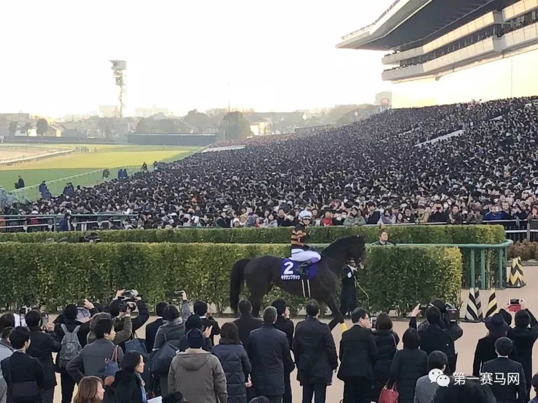 「特稿」近两年有哪些马赢了亿元奖金？内地谁的马最值钱？