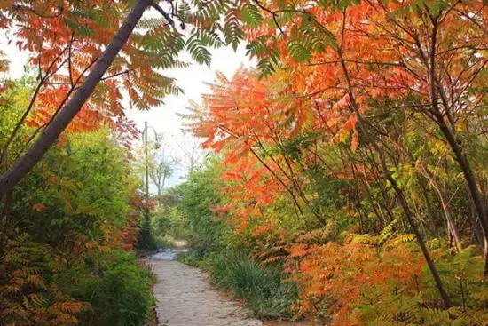 天津赏红叶的公园,天津赏红叶好去处