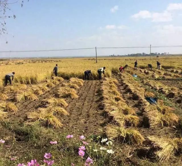 靠口口相传活下来的国货,全国十大经典好吃的大米