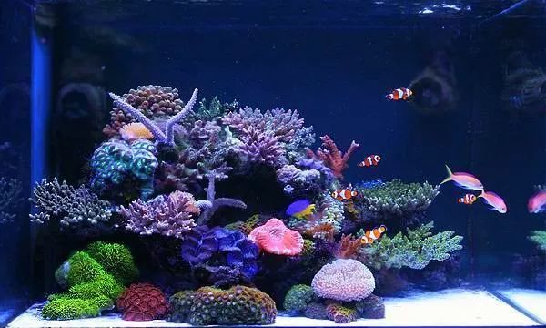 这是人家十年前的缸？我这些年瞎玩了……