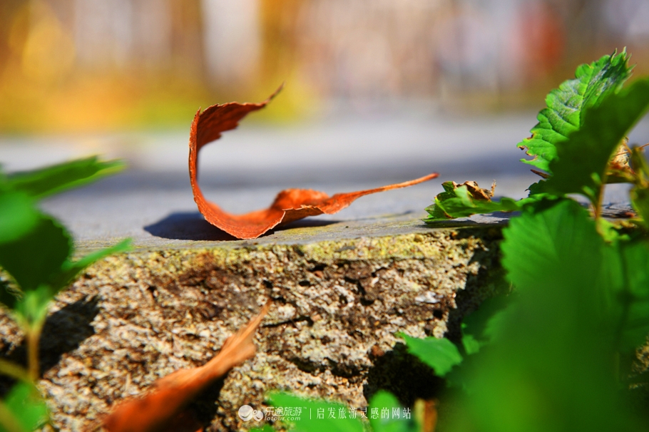 落英缤纷的是叶子还是凄美？