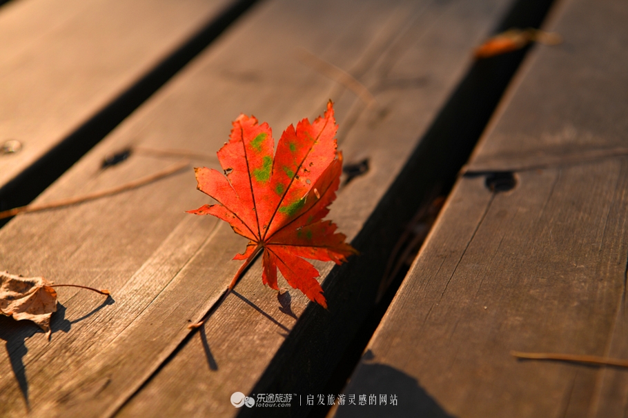 落英缤纷的是叶子还是凄美？