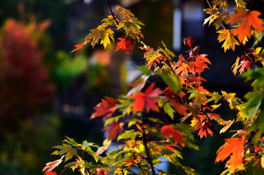 婺源篁岭晒秋什么最好看,婺源秋色正浓石城枫叶渐显红
