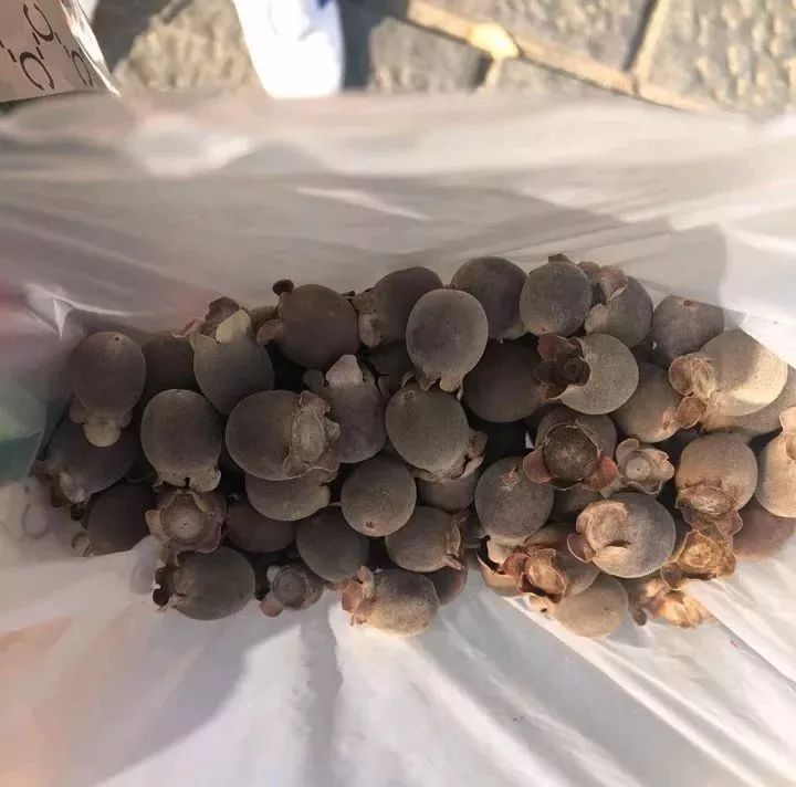 桂林特产野生果,广西桂林冬天山上的野果