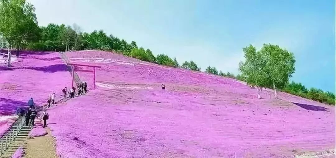 学习日本农业：超前思维，敬畏自然，死磕单品