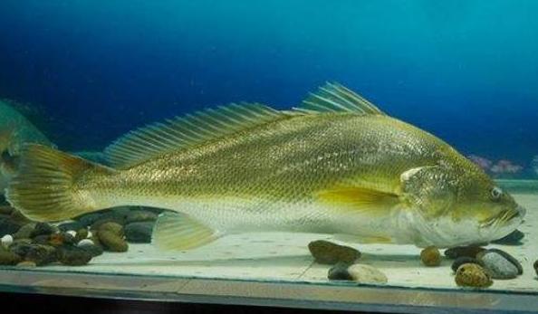 国内最贵的食物是什么,中国最贵的五十个食材