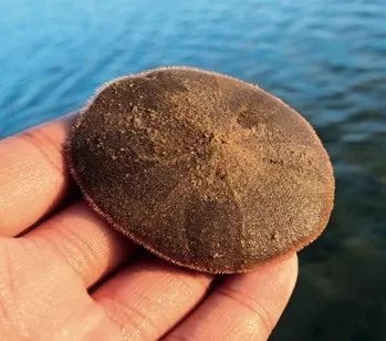 为什么海胆走路要“屁股”朝天