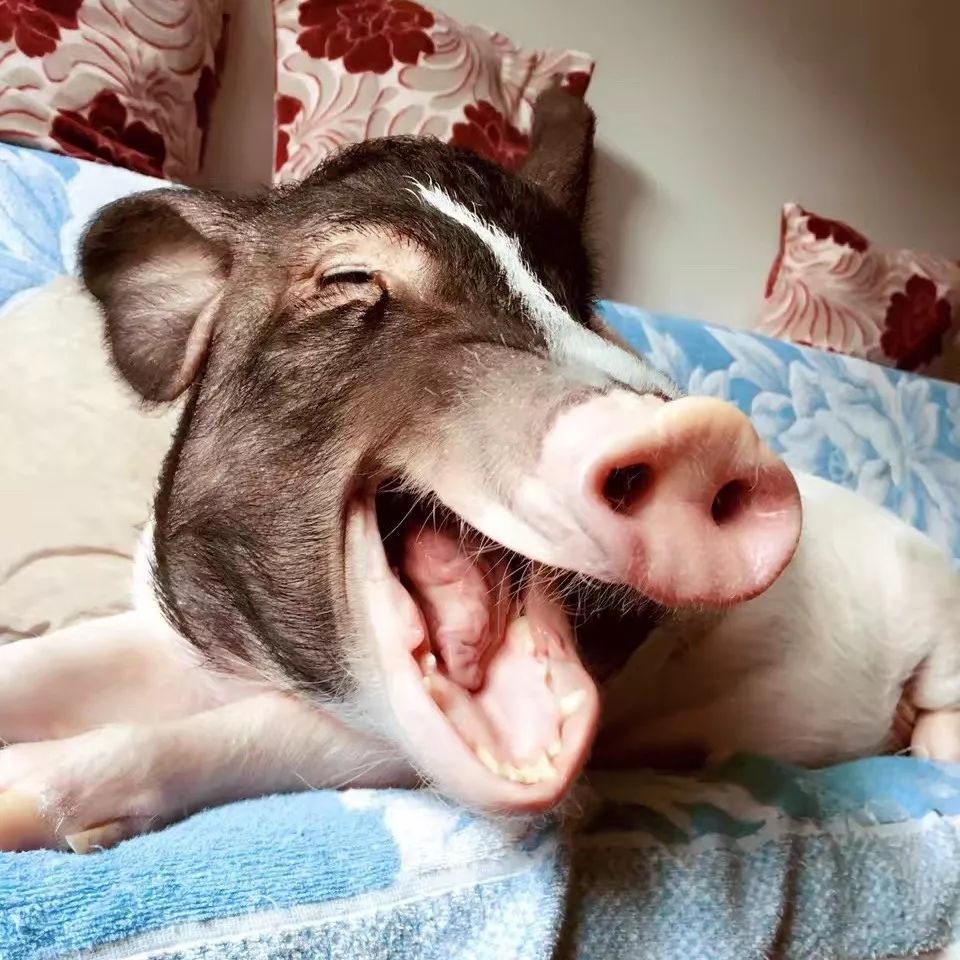 宠物大比拼螃蟹,宠物种类大比拼