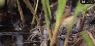 阳澄湖大闸蟹流黄,阳澄湖大闸蟹几月份吃最好吃