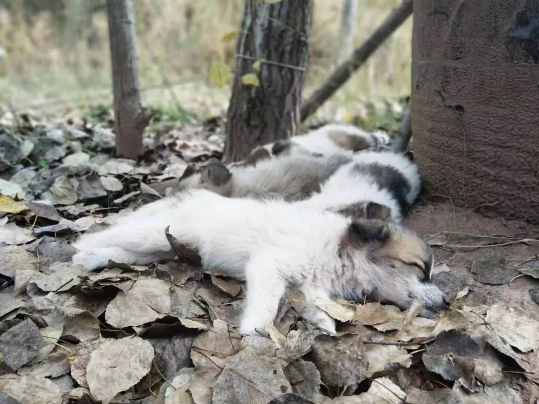 我的野保坑是这样填出来的：打豆豆，就酱