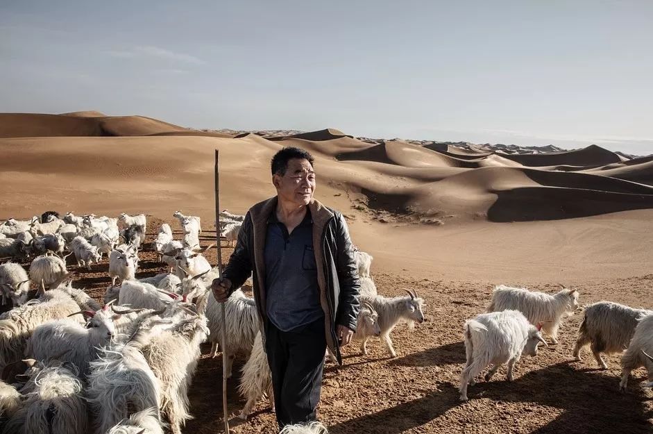 冬季羊绒,冬天羊绒