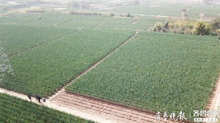 章丘大葱的现状,大葱突然下跌是什么原因