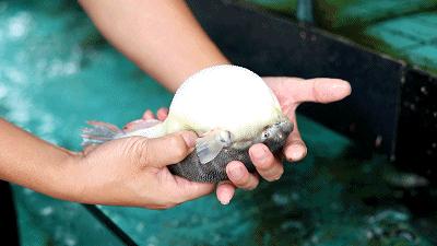 嚟度，可能系顺德桑拿种类最多嘅地方！鸵鸟都唔放过！真够呛