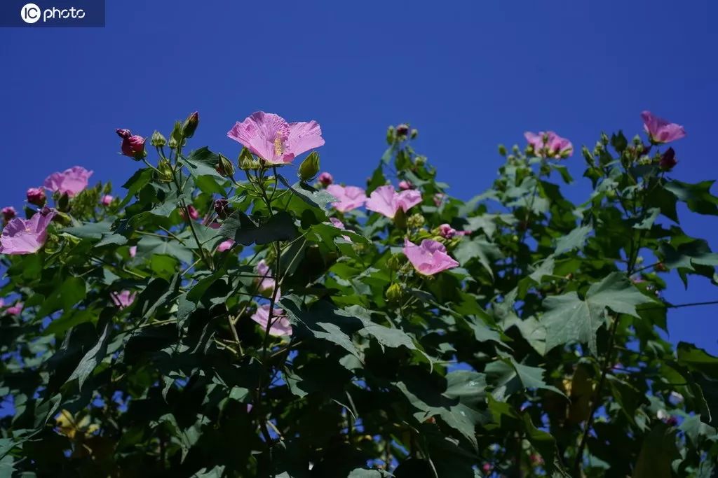 木芙蓉的花期,木芙蓉的花型图片