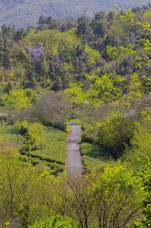 天呐！被南京这些路圈粉！