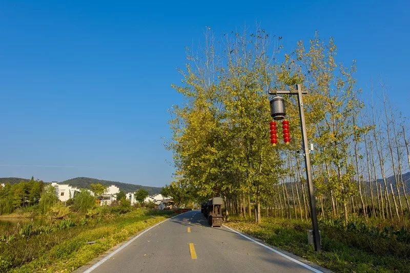 天呐！被南京这些路圈粉！