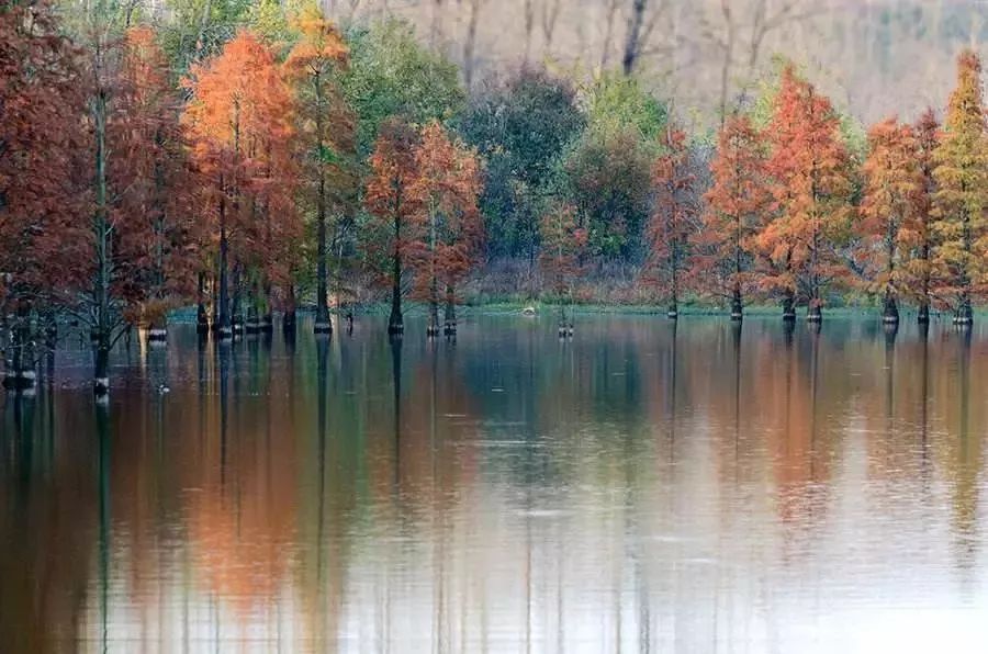 天呐！被南京这些路圈粉！